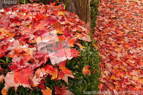 Image of Fallen Maple Tree Leaves on Garden Shrubs