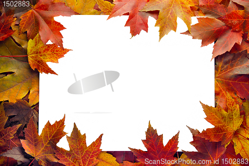 Image of Fall Maple Leaves Border