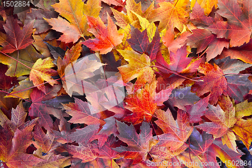 Image of Fall Maple Leaves Background