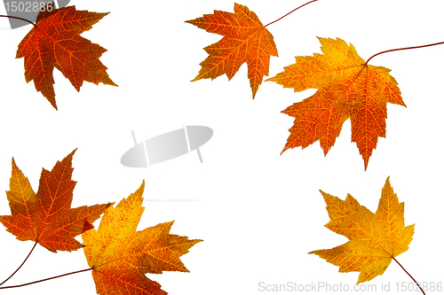 Image of Scattered Fall Maple Leaves on White Background