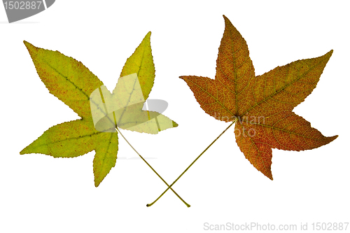 Image of Pair of Maple Leaves on White Background