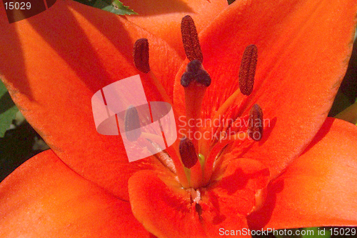 Image of flame red lily