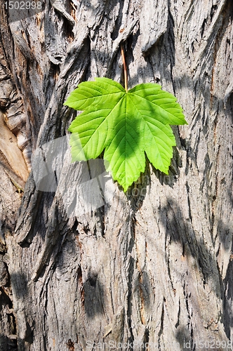 Image of leaf