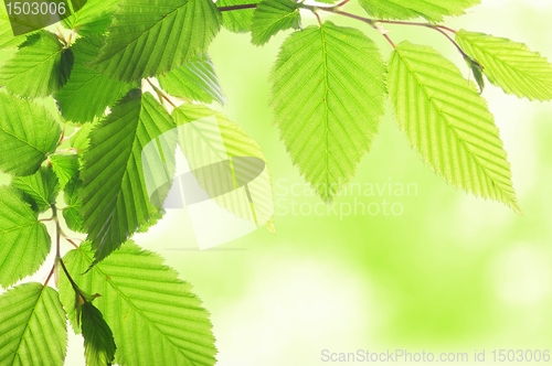 Image of nature