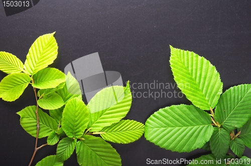 Image of leaves and copyspace