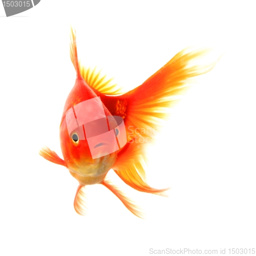 Image of goldfish