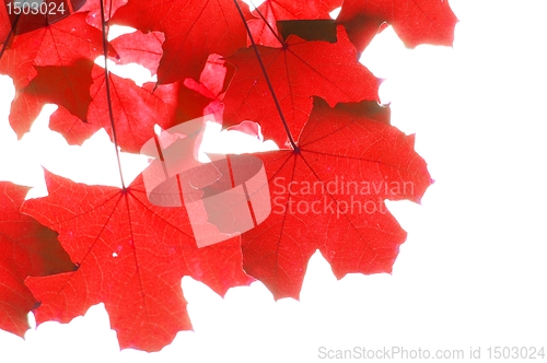 Image of red fall leaves