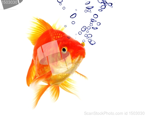 Image of goldfish