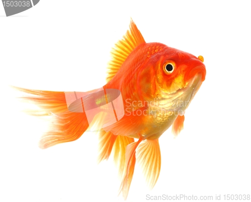 Image of goldfish