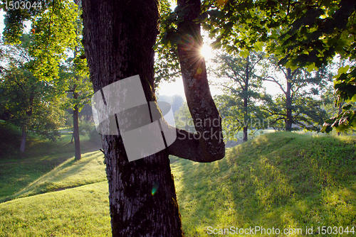 Image of Morning light