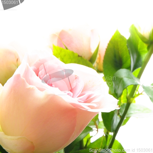 Image of rose flowers