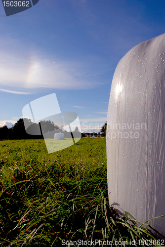 Image of White roll of hay 