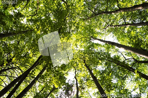 Image of tree
