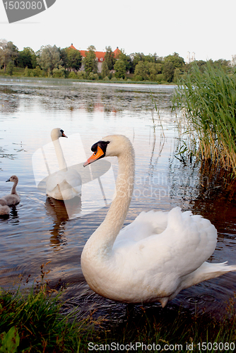 Image of A pair of swans with broods