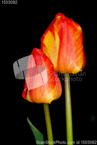 Image of Red tulips