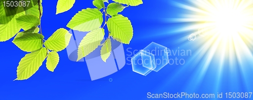 Image of green leaves