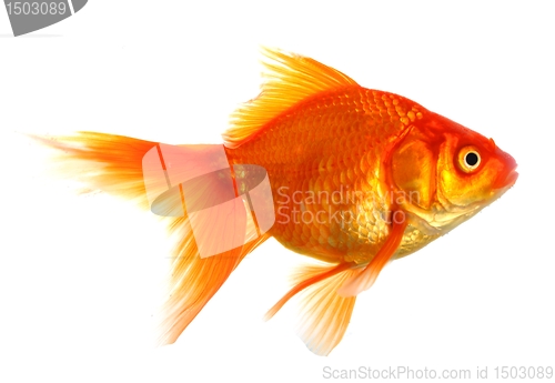 Image of goldfish