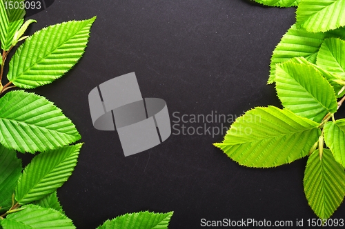 Image of leaf frame