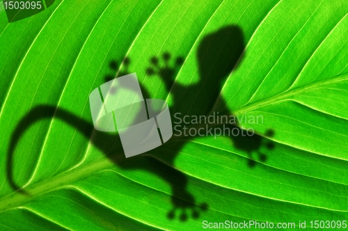 Image of green jungle leaf and gecko