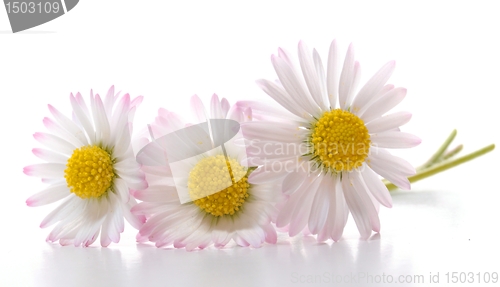 Image of daisy flower