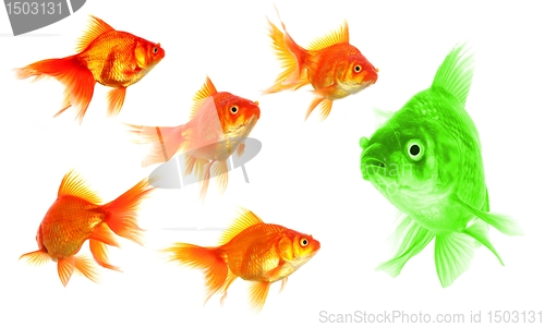 Image of individual goldfish