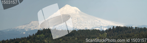 Image of Mount Hood and Trees Panorama