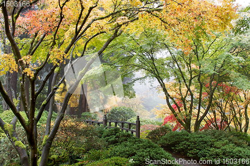 Image of Japanese Maple Tree Canopy by the Bridge