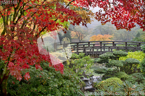 Image of Japanese Maple Trees by the Bridge in Fall