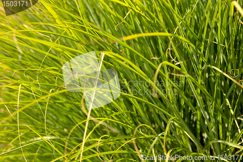 Image of Prairie Dropseed Ornamental Grass