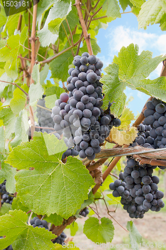 Image of Red Wine Grapes Growing on Vines Vertical