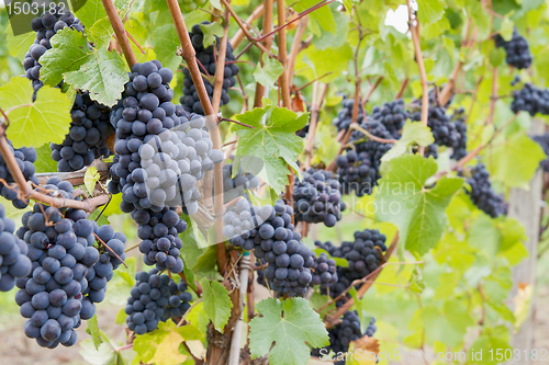 Image of Red Wine Grapes Growing on Vines