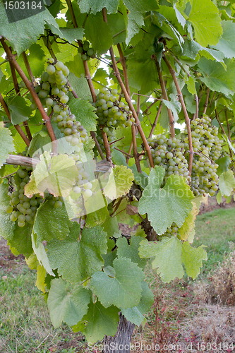 Image of Vineyard White Wine Grapes