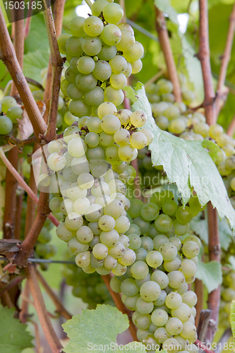 Image of Bunches of White Wine Grapes