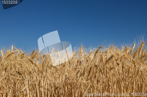 Image of Wheat Grass Field Against Blue Sky