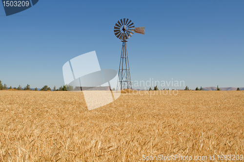Image of Wheat Grass Field with Windmill and Barn