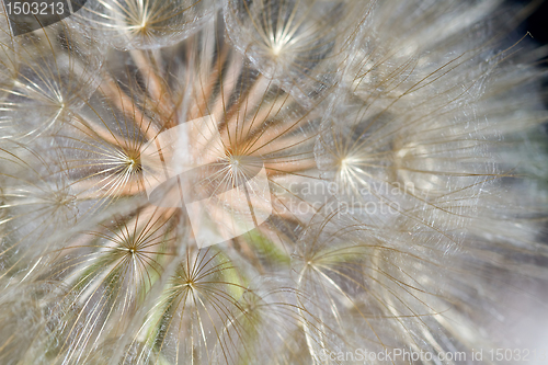 Image of  Dandelion Flower Seed Head Closeup