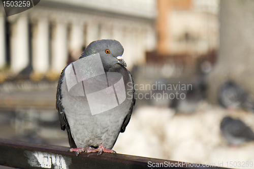 Image of Pigeon in Venice