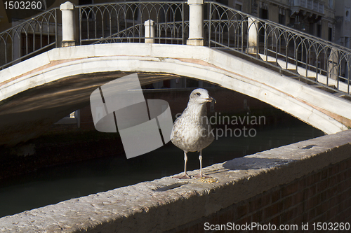Image of Seagull in Venice