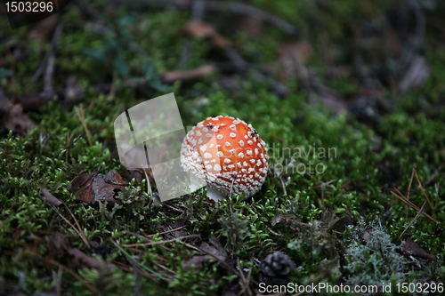 Image of agaric