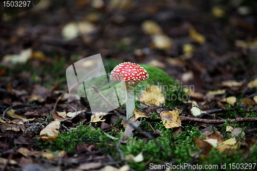 Image of agaric