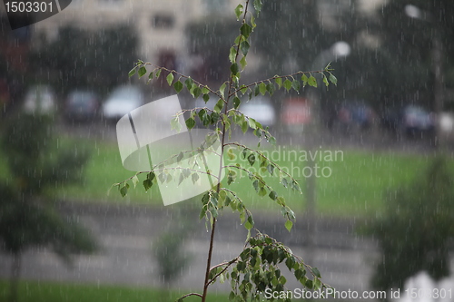 Image of Rain 