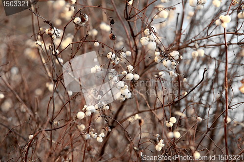 Image of Snowberry 