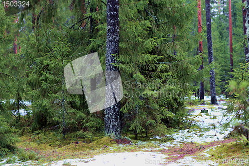 Image of pine forest