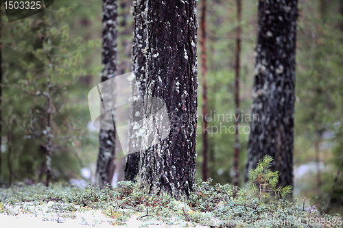 Image of pine forest