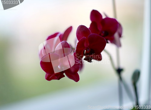 Image of Orchid