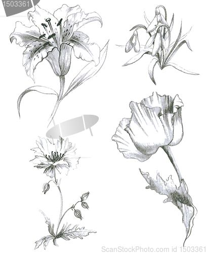 Image of Illustration garden and wild flowers.Lilies,poppy.