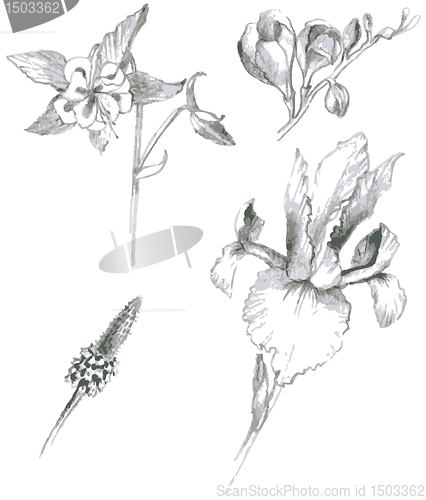 Image of Illustration garden and wild flowers