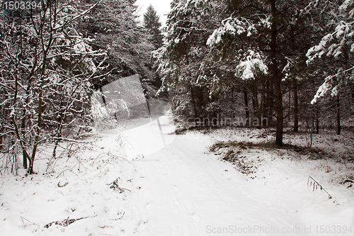 Image of Winter wood