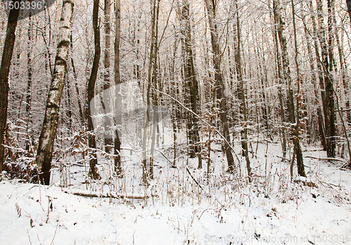 Image of Trees in the winter