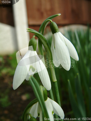 Image of snowdrops closeup